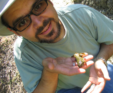 American Bullfrog